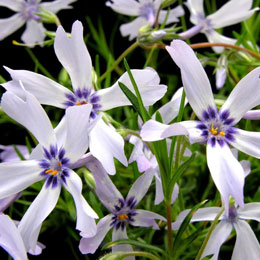 Creeping Phlox, Moss Phlox bicolor